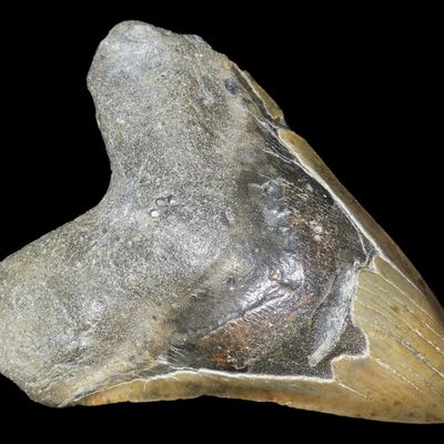 Sale Photo Thumbnail #485: HUGE 5 3/4" Megalodon Shark Tooth, 2.5-23 Million Year Old Fossil found off the coast of the Carolinas. No Repair, No Resto, No Polishing. Great Example!
