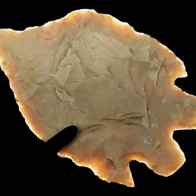 Sale Photo Thumbnail #124: Amazing 2 7/16" Texas Bucktooth Montell found in Gillespie County, TX. Very thin & Translucent example!
