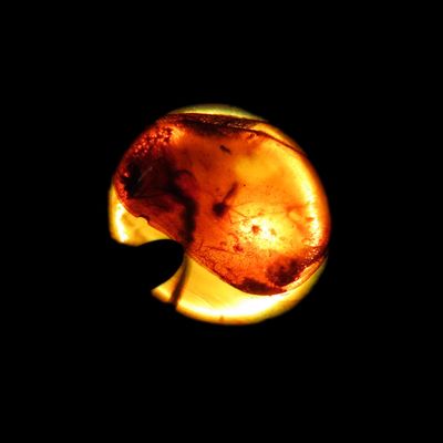 Sale Photo Thumbnail #575: Fossil Amber with Encased Insect, Great Specimen with Easily Visible Bug. 100 Million Years Old, from the Hukawng Valley, Burma-Myanmar. Burnite. Burmese Amber.