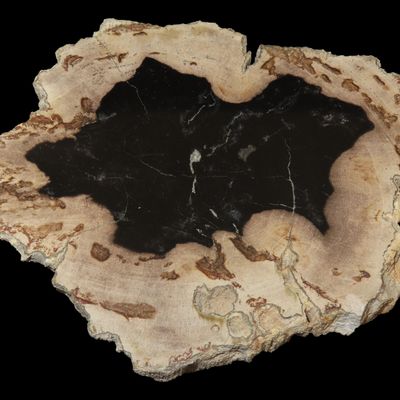 Sale Photo Thumbnail #638: Large Colorful Polished Slab of Petrifeid Wood. Fully Polished on Both Sides, Beautiful Colorful Example.