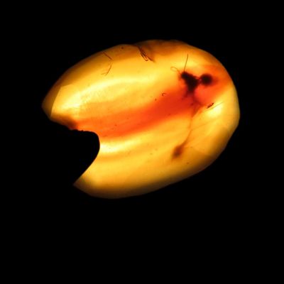 Sale Photo Thumbnail #503: Fossil Amber with Multiple Encased Insects, Great Specimen with Easily Visible Bugs. 100 Million Years Old, from the Hukawng Valley, Burma-Myanmar. Burnite. Burmese Amber.