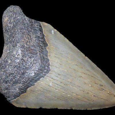 Sale Photo Thumbnail #597: Large Megalodon Shark Tooth, 2.5-23 Million Year Old Fossil found off the coast of the Carolinas. No Repair, No Resto, No Polishing. Great Example!
