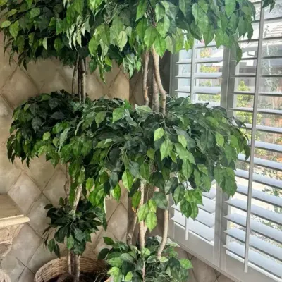 Pair Large Decorative Faux Ficus Trees with Natural Wood Trunks & Woven Baskets