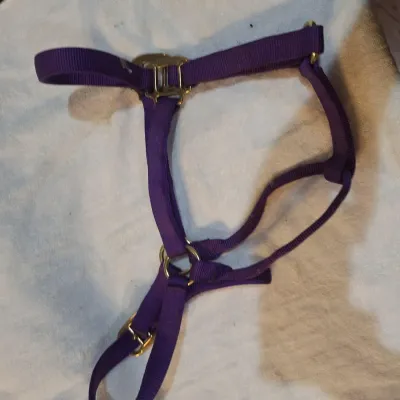 Cashel Crayton Purple Nylon Horse Halter – Large Horse 1100–1600 Lbs Brass Hardware