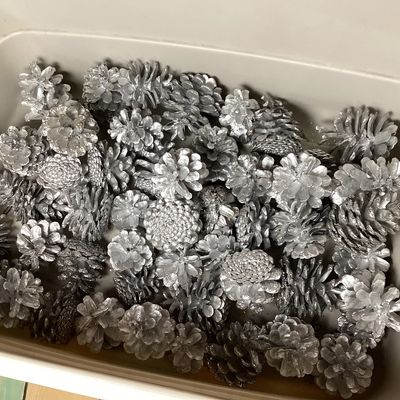Bulk Lot of Silver Painted Pinecones for Holiday Decorating