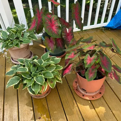 4 Live Outdoor Potted Plants 