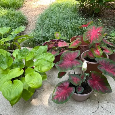 5 Live Outdoor Potted Plants