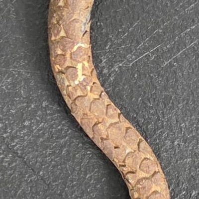 Sale Photo Thumbnail #170: 1940-60s Folk Art Metal Welded Snake