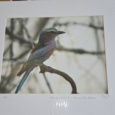 Sale Photo Thumbnail #413: Lilac-Breasted Roller Photograph by P. Shaw