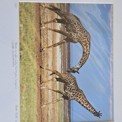 Sale Photo Thumbnail #301: Masai Giraffe, Lake Manyara, Tanzania Signed Limited Edition Print by Ashale-Photo, 3/50, 2008