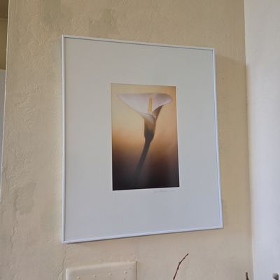 Sale Photo Thumbnail #78: Jon Kaplan Calla Lily Photographic Print
