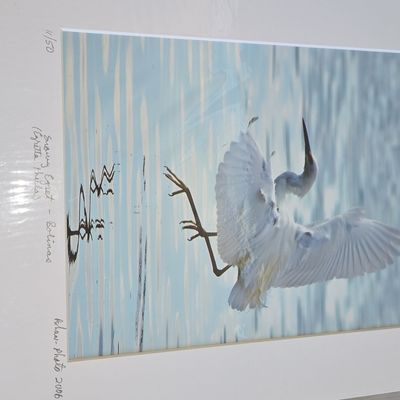 Sale Photo Thumbnail #160: Snowy Egret - Bolinas by Shaw (11/50)