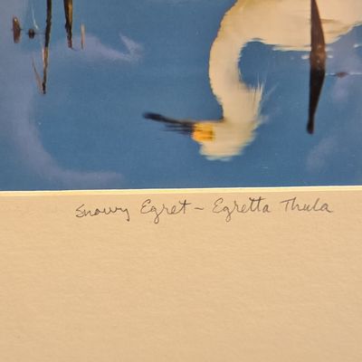 P. Shaw Snowy Egret - Egretta Thula Limited Edition Photograph