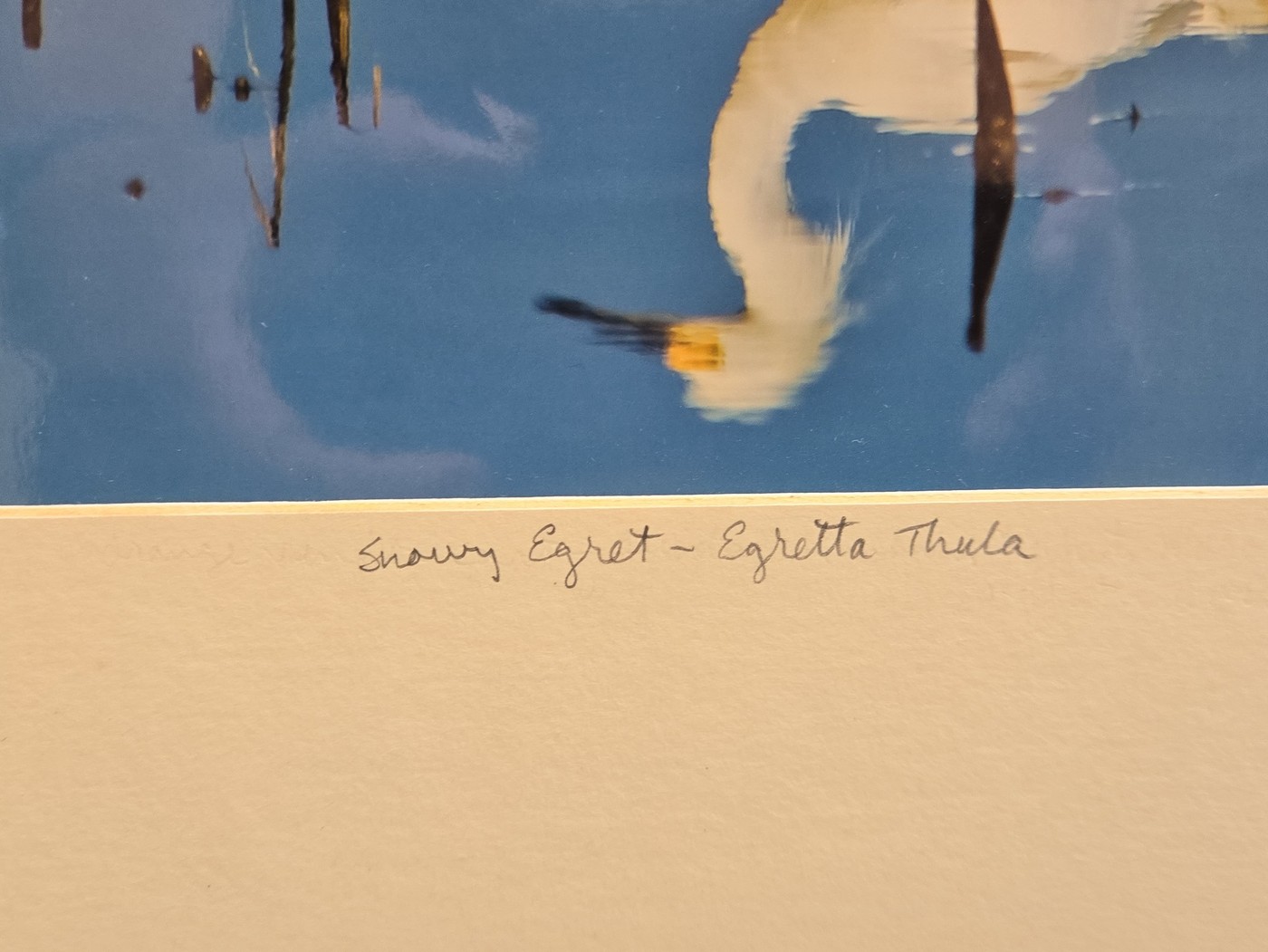 Sale Photo Thumbnail #438: P. Shaw Snowy Egret - Egretta Thula Limited Edition Photograph