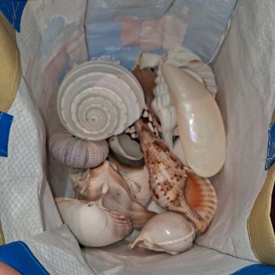 Collection of Assorted Natural Seashells