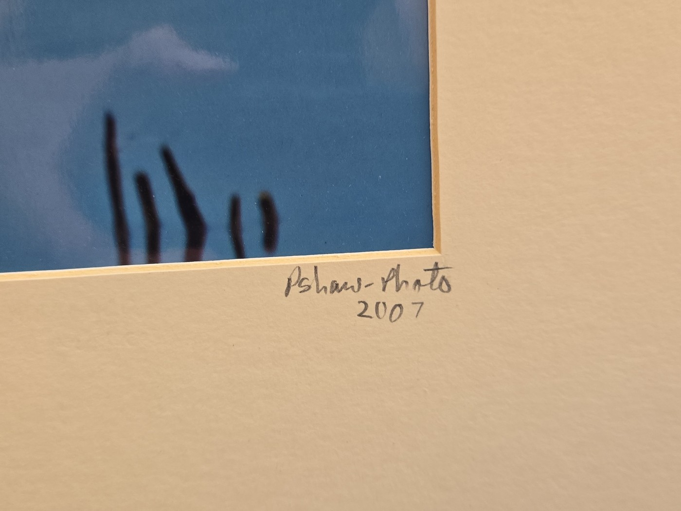 Sale Photo Thumbnail #437: P. Shaw Snowy Egret - Egretta Thula Limited Edition Photograph