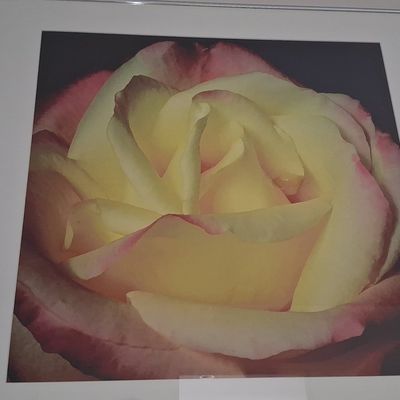 Floral Rose Photographic Print size 20"x21" without frame