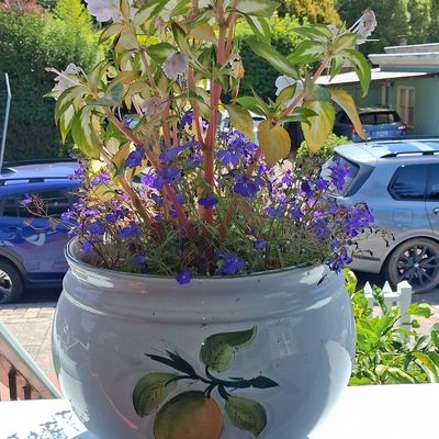 Sale Photo Thumbnail #361: Italian Majolica Fruit-Decorated Cachepot with Lobelia and Impatiens