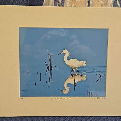 Sale Photo Thumbnail #436: P. Shaw Snowy Egret - Egretta Thula Limited Edition Photograph