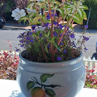 Hand-Painted Ceramic Fruit Motif Planter