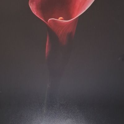 Sale Photo Thumbnail #325: Red Calla Lily Photographic Print by Garry Gay14"x11"