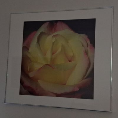 Floral Rose Photographic Print size 20"x21" without frame