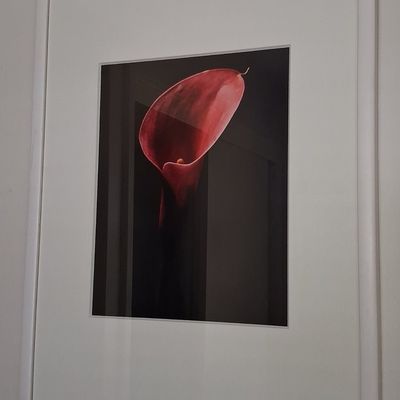 Sale Photo Thumbnail #324: Red Calla Lily Photographic Print by Garry Gay14"x11"