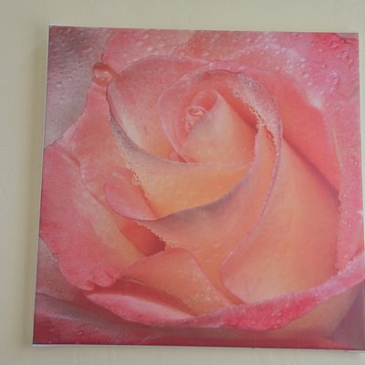Floral Rose Canvas Print