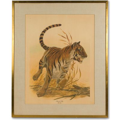 John Ruthven "Bengal Tiger" Lithograph