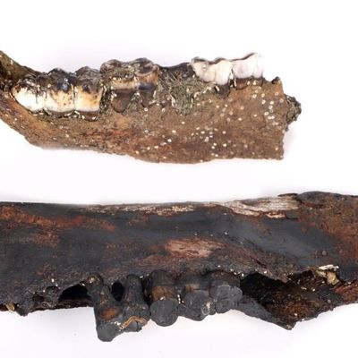 FLORIDA FOSSIL PECCARY JAW BONES W/TEETH LOT OF 2