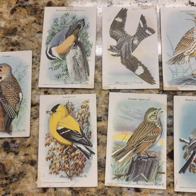 trading cards useful birds of america arm & hammer & cow brand baking soda