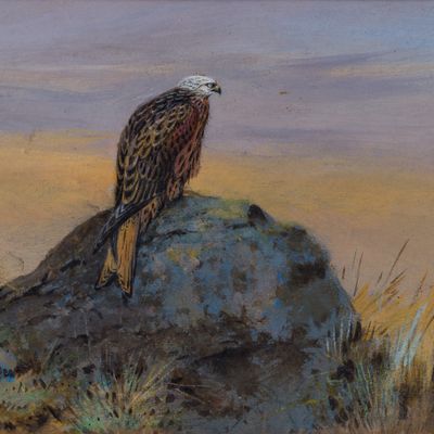 George Edward Lodge (British, 1860-1954) Ornithological Watercolor