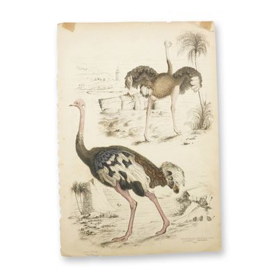 Antique Hand-Tinted Engraving, Ostriches, by Turvey