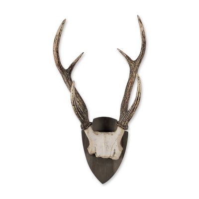 Mounted European Roe Deer Antlers on Wood Plaque