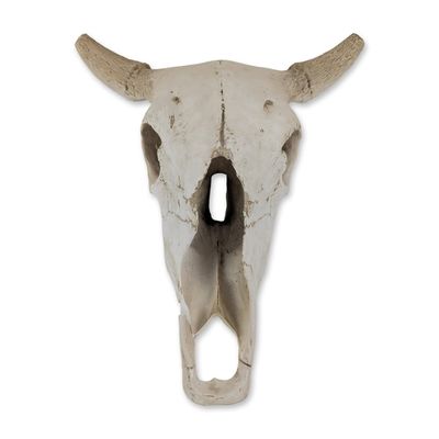 Faux Taxidermy Weathered Bison Skull Wall Decor " Rustic Resin Buffalo Mount