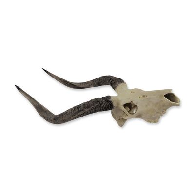 Deer Skull Trophy Wall Mount