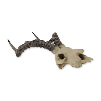 Roe Deer Skull Wall Plaque