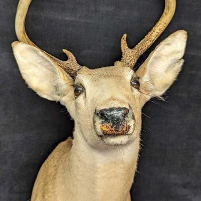 Vintage 5 Point Buck Deer Head & Shoulder Taxidermy Mount