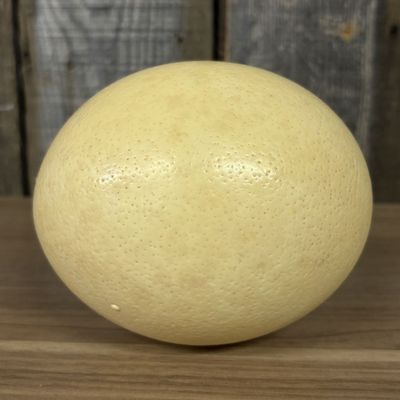 Sale Photo Thumbnail #395: Large Ostrich Egg Specimen