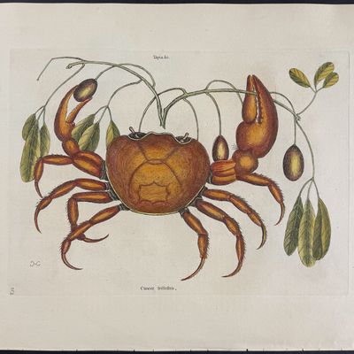 Catesby, Folio - Land Crab with Black Wood. 2-32