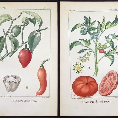 Descourtilz - Pair of Engravings of Tomato & Pepper