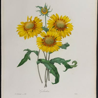 Redoute, Choix, Rare Folio - Blanket Flower [Galardia]