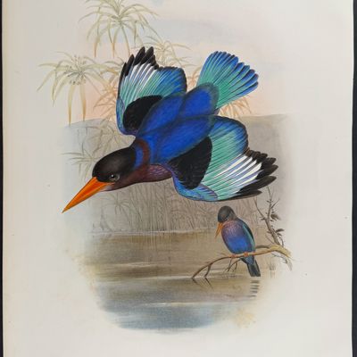 Gould, Asia - Many-coloured Kingfisher [Halcyon Omnicolor]