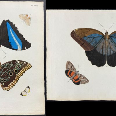 Cramer - Pair of Butterfly or Moth Engravings