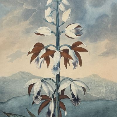 Thornton, Folio - The China Limodoron