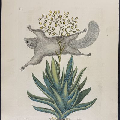 Catesby, Folio - Flying Squirrel with Viscum. 2-77