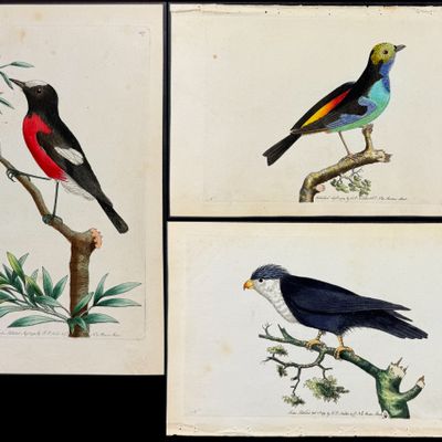 Shaw & Nodder - 5 Bird Engravings