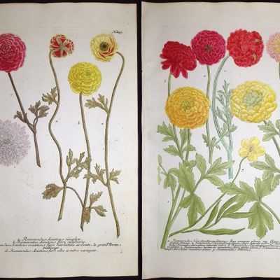 Weinmann - 3 Buttercup or Ranunculus Engravings