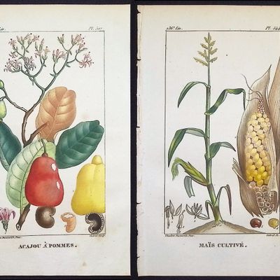 Descourtilz - Pair of Engravings of Corn & Cashew