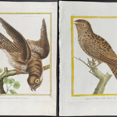 Martinet & Buffon - 4 Frogmouth Engravings